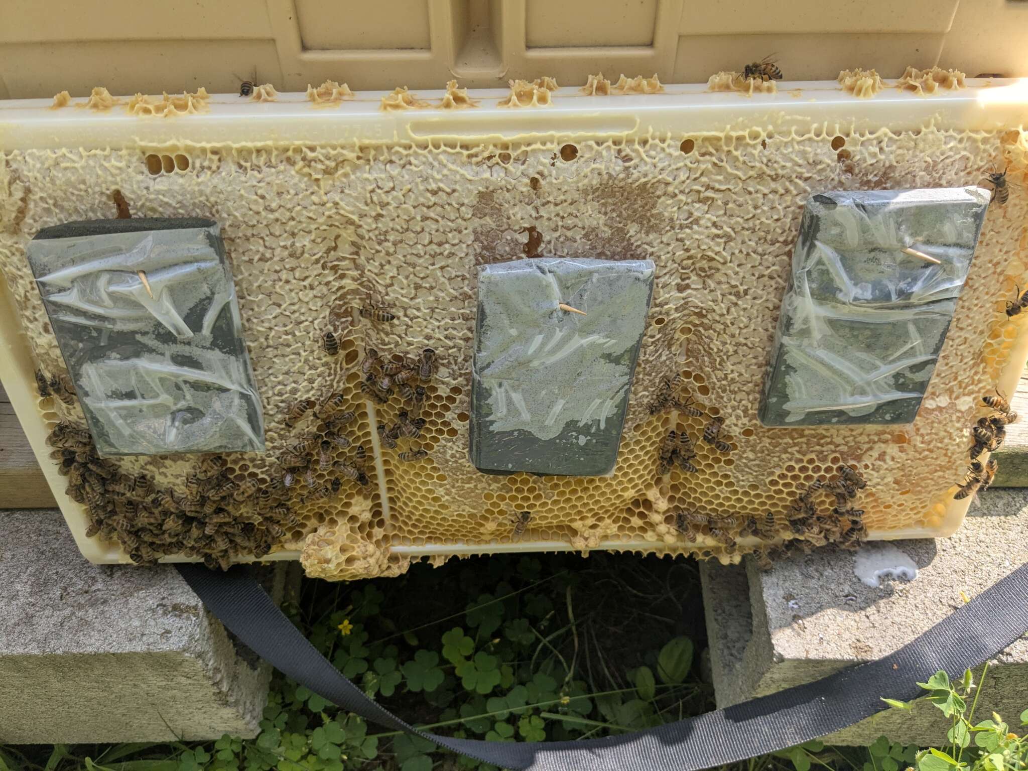 New Varroa Mite Treatment