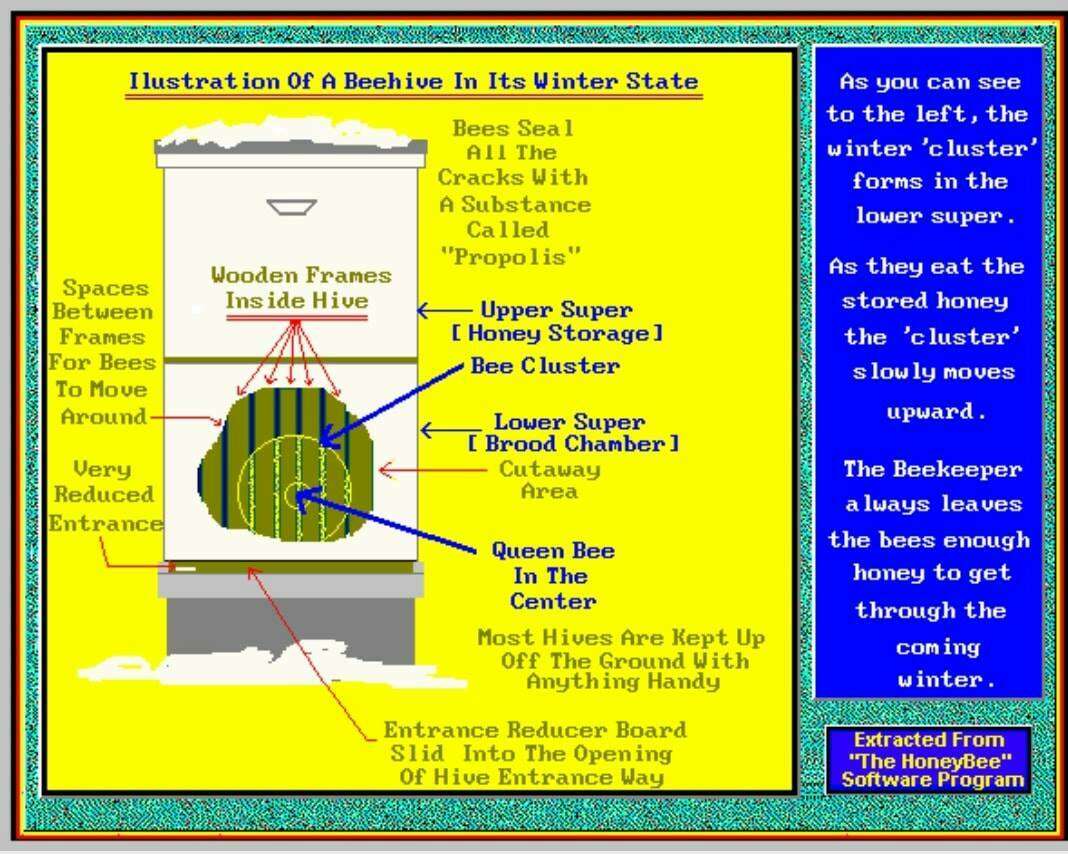 Winter and the Honeybee - Hive Cluster